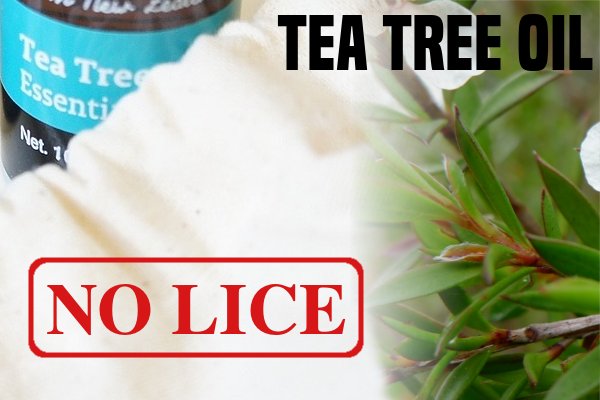 Tea Tree Oil For Lice