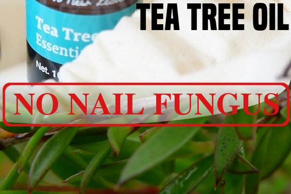 Tea Tree Oil For Fungus