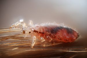 Female human head louse. Using tea tree oil for lice can be very effective